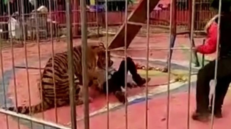 Krotitele v čínském cirkusu napadl tygr, kolega přišel o prst
